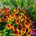 Rudbeckia hirta 'Cappucino'